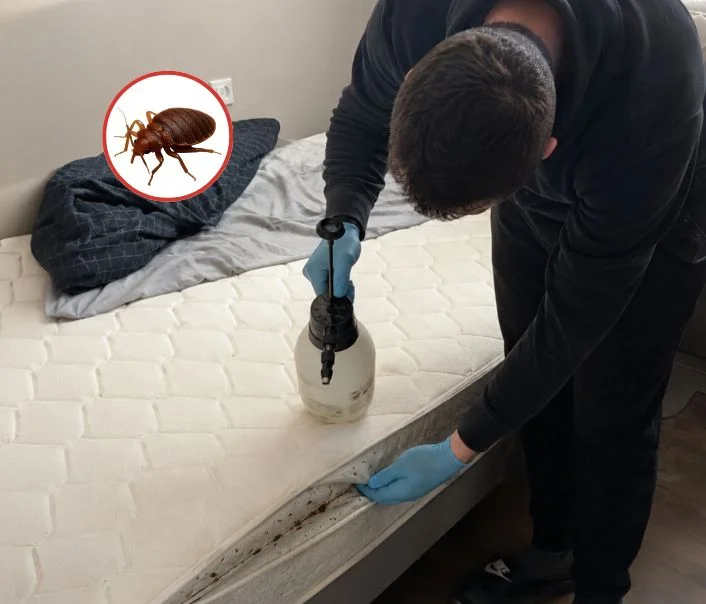 Technicien traitant un matelas contre les punaises de lit à Chessy